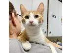 Ladle Domestic Shorthair Young Female