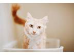 67387a Toast-Pounce Cat Cafe Domestic Shorthair Adult Female