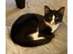 Caney Domestic Shorthair Kitten Female