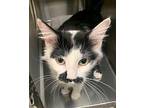 Sushi Soy Bean 56817 Domestic Mediumhair Young Female