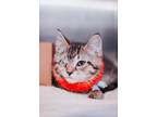 68948A Finrir Domestic Shorthair Young Male
