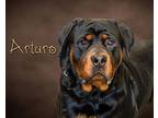 Arturo Rottweiler Young Male