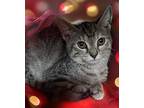 Cindy Lou Domestic Shorthair Kitten Female