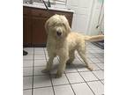 Murphy Goldendoodle Adult Male