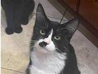 Rani and Pierre - bonded pair (Courtesy Post) Domestic Shorthair Adult Male