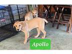 Apollo Great Pyrenees Puppy Male