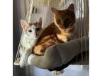 Adopt Gerald and Klay a American Shorthair