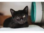 69427a Joselyn Domestic Shorthair Young Female