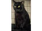 Adopt Rambo a Domestic Short Hair