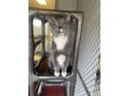 Adopt Eeyore a Domestic Short Hair