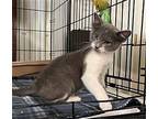 Lil Bit Domestic Shorthair Kitten Female