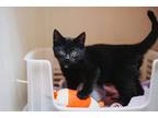 68886A Astro Domestic Shorthair Young Male