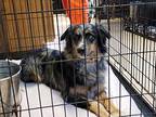 Millie Australian Shepherd Young Female