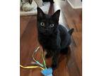 NINJA Domestic Shorthair Kitten Male