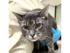Biscuits Domestic Shorthair Adult Male