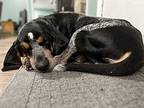 Barney Bluetick Coonhound Adult Male