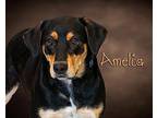 Amelia Hound (Unknown Type) Adult Female