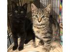 Cherry, Lychee and Kiwi (Courtesy Post) Domestic Shorthair Young Male