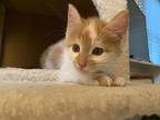 Eleanor Domestic Shorthair Kitten Female