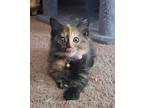 Ciara Domestic Shorthair Kitten Female