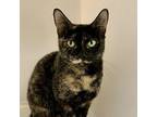 Beeswax Domestic Shorthair Adult Female