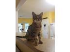 Adopt Sam a Domestic Short Hair