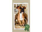 Adopt Belen - Urgent In Boarding a American Staffordshire Terrier, Mixed Breed