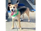 Adopt Chip a Labrador Retriever, Bull Terrier