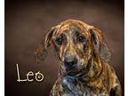 Leo Hound (Unknown Type) Young Male