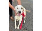 Adopt Jackson a English Pointer