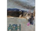 Adopt Ash a German Shepherd Dog, Husky