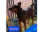 Adopt Beamer (New Mexico green) a Doberman Pinscher, Pit Bull Terrier