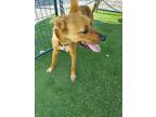 Adopt Bronco (Doobie) a Retriever, Cattle Dog