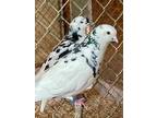 Adopt Speckled Rollers a Pigeon