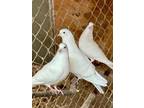 Adopt White Rollers a Pigeon