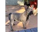 French Bulldog Puppy for sale in Elk Grove, CA, USA