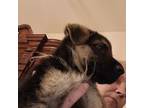 German Shepherd Dog Puppy for sale in Las Cruces, NM, USA