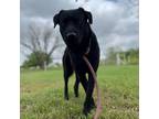 Adopt Sergeant JuM a Black Labrador Retriever / Mixed Breed (Medium) / Mixed dog