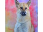 Adopt Gordo JuM a Tan/Yellow/Fawn German Shepherd Dog / Mixed dog in St Louis
