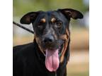 Adopt Tarek JuM a Black Doberman Pinscher / Rottweiler / Mixed dog in St Louis