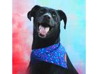 Adopt Lahey JuM a Black Great Dane / Labrador Retriever / Mixed dog in St Louis