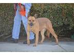 Adopt Timmy a German Shepherd Dog / Labrador Retriever / Mixed dog in Irvine