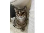 Adopt Stormie a Brown Tabby Domestic Shorthair / Mixed (short coat) cat in