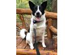 Adopt Eliza a Border Collie / Shiba Inu / Mixed dog in Oakland, NJ (35252641)