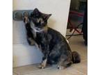 Adopt Pumpkin (Christina) a Tortoiseshell Domestic Mediumhair / Mixed (medium