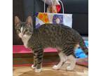 Adopt Noodle (Christina) a Brown Tabby Domestic Mediumhair / Mixed (medium coat)