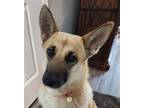 Adopt Sweet Juliet a Tan/Yellow/Fawn German Shepherd Dog / Mixed dog in Napa