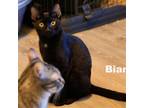 Adopt Bianca (HM) a All Black Domestic Shorthair / Mixed (short coat) cat in
