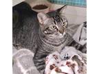 Adopt Tom a Brown Tabby Abyssinian / Mixed (medium coat) cat in Napa