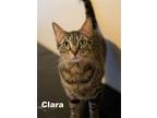 Adopt Clara (HM) a Brown Tabby Domestic Shorthair / Mixed (short coat) cat in